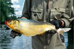 O fascinante mundo do apapá peixe de água doce brasileiro