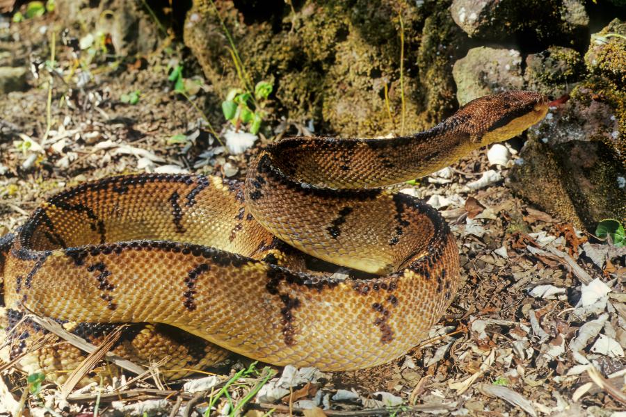 Surucucu-pico-de-jaca: a majestosa serpente da América tropical