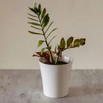 Como salvar uma planta afogada e restaurar seu esplendor natural - Imagem: Canva Pró.