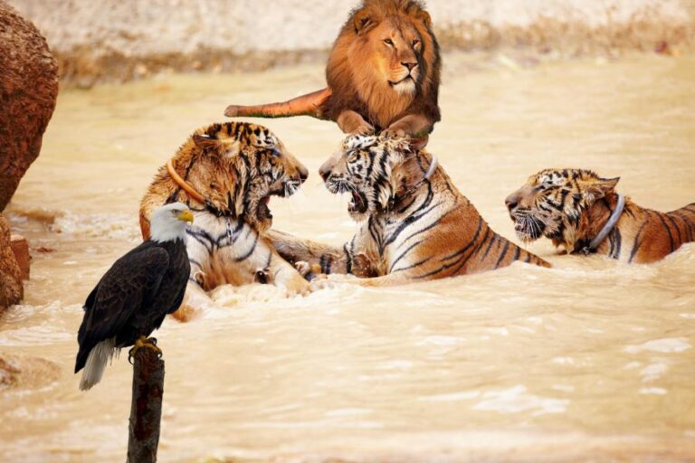 Os principais predadores do reino animal - Imagem: Canva Pró.