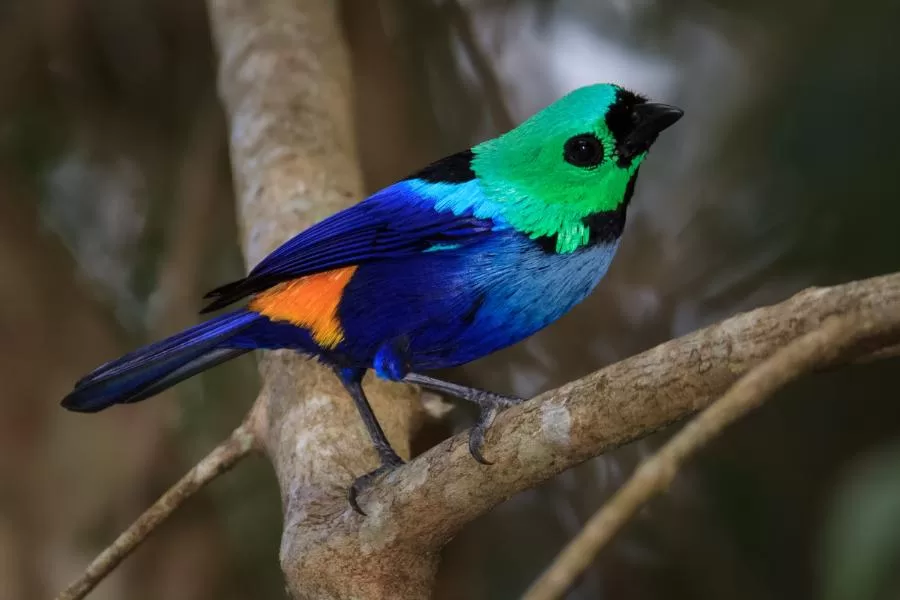 Saira-do-paraíso: as sete cores da amazônia em um pássaro encantador