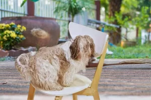 Como desembaraçar o pelo do shih tzu