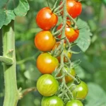 Cuidando do seu tomate cereja: identificando e tratando