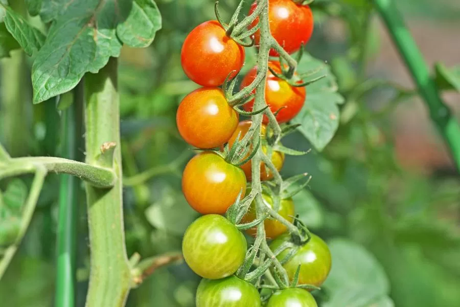 Cuidando do seu tomate cereja: identificando e tratando
