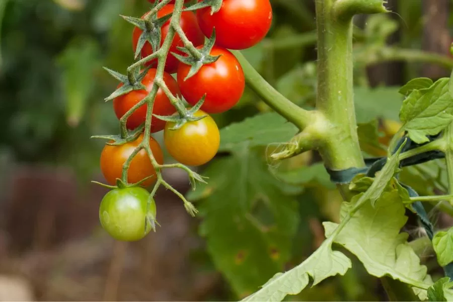 Cuidando do seu tomate cereja: identificando e tratando