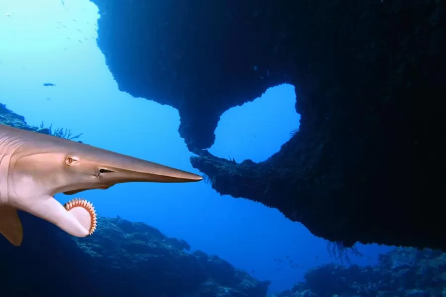 Helicoprion: o intrigante mistério do tubarão-serra