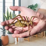 Explorando o weta gigante: conheça esse inseto imponente - Imagem: Canva Pró.