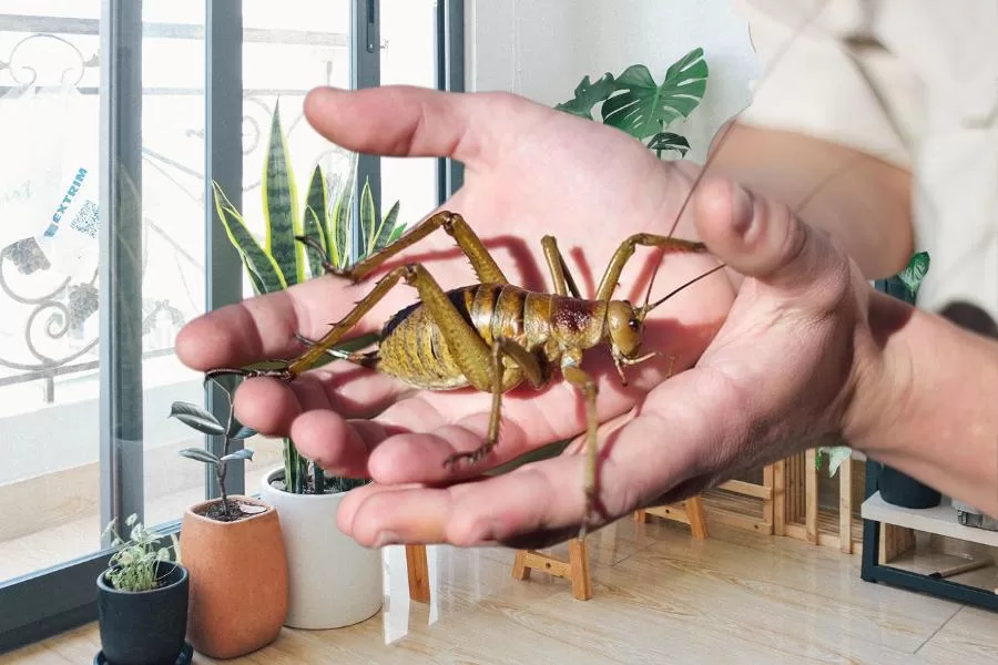 Explorando o weta gigante: conheça esse inseto imponente - Imagem: Canva Pró.