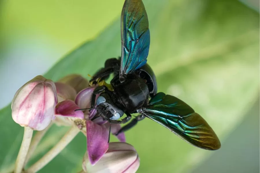 A mamangaba: a abelha carpinteira violeta da Europa e Ásia
