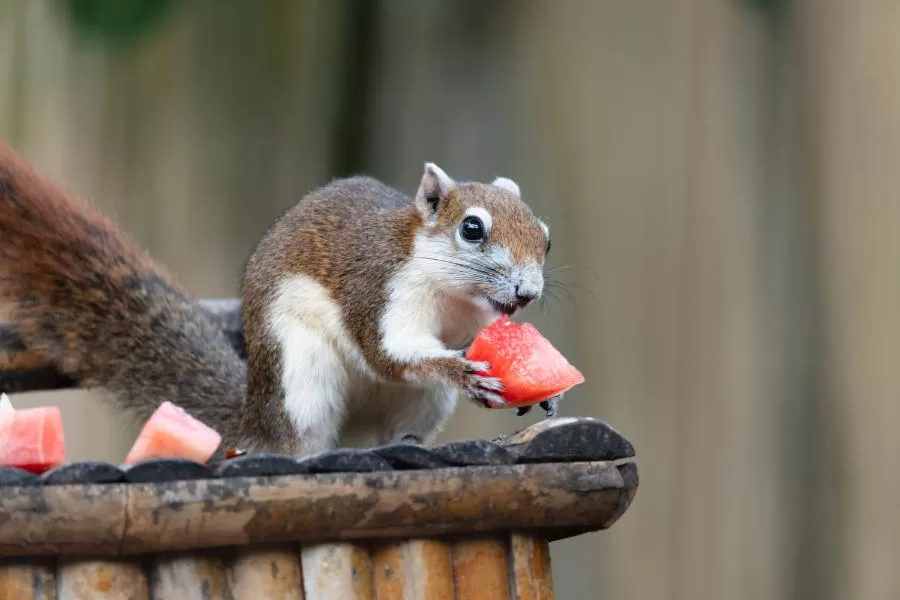 Animais frugívoros: explorando a dieta baseada em frutas