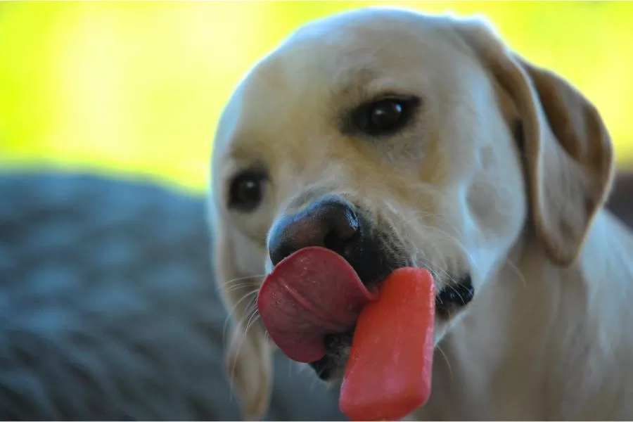 Cachorro pode comer picolé ou sorvete?