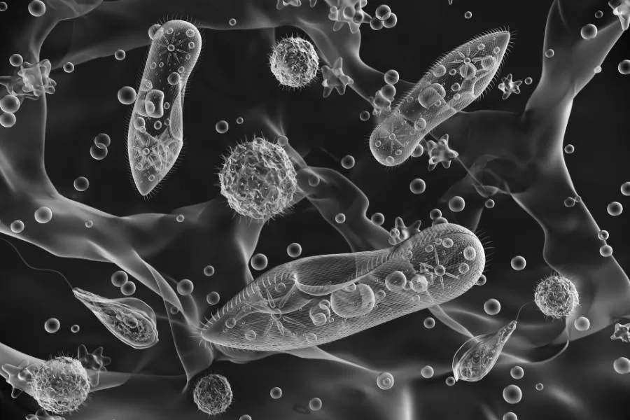 Protozoários: os microorganismos causadores de doenças