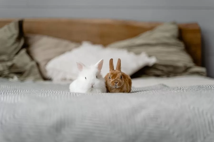 Castração de coelhos: um passo crucial para o bem-estar