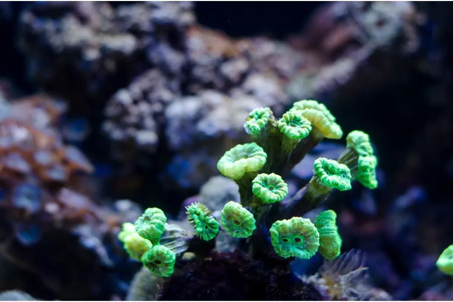 Coral Trumpet: veja como ter em seu aquário