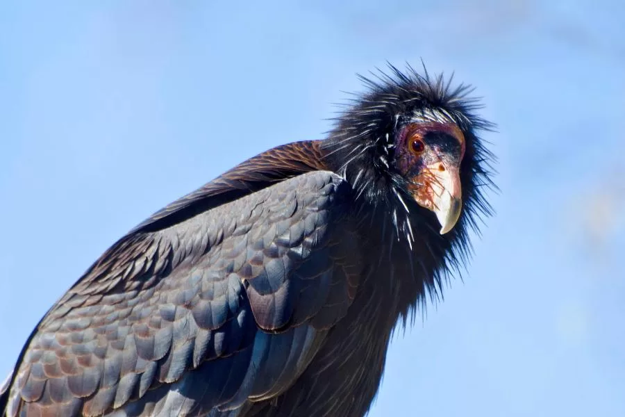 Condor-da-Califórnia: um tesouro da avifauna