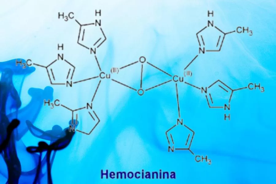Hemocianina