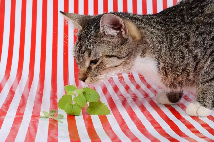 Descobrindo os segredos da catnip: como ela afeta e ajuda seu gato