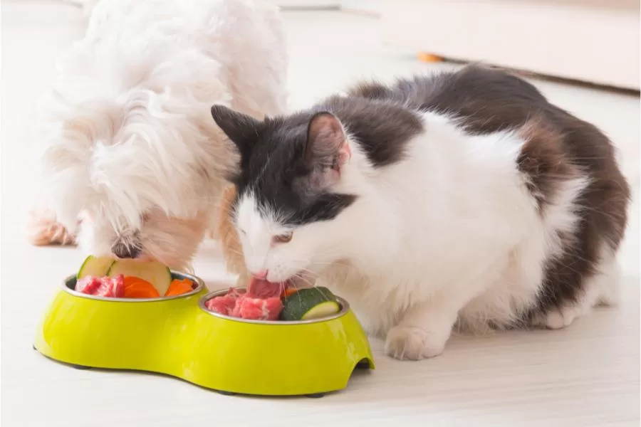 Quando a ração acaba: 10 alimentos seguros para o seu gato