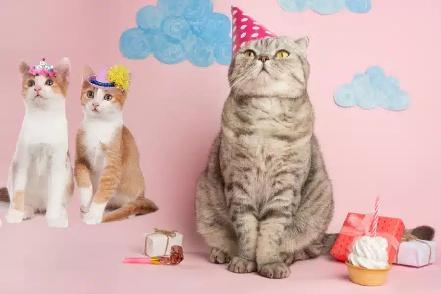 Aniversário de gato: celebrando o dia especial do seu felino
