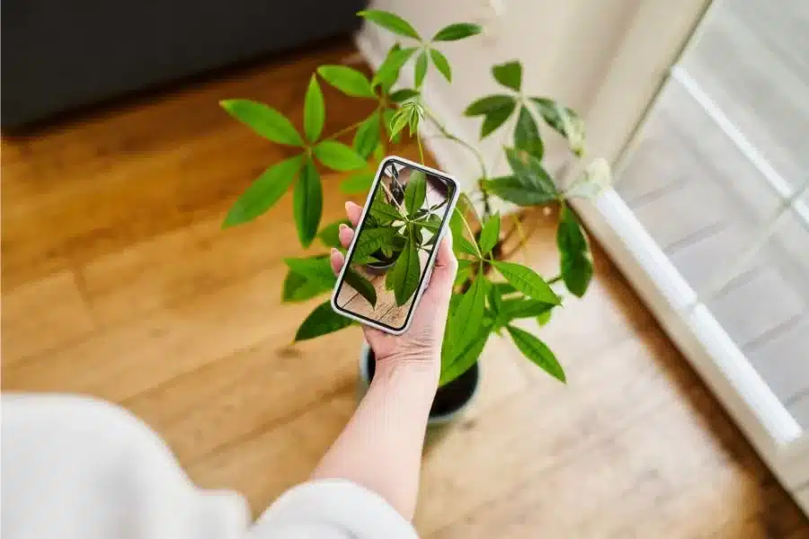 Descubra os apps ideal para identificar plantas