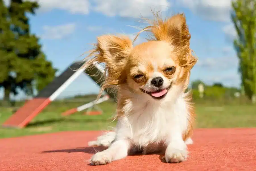 O menor cachorro do mundo: um guia completo sobre cuidados