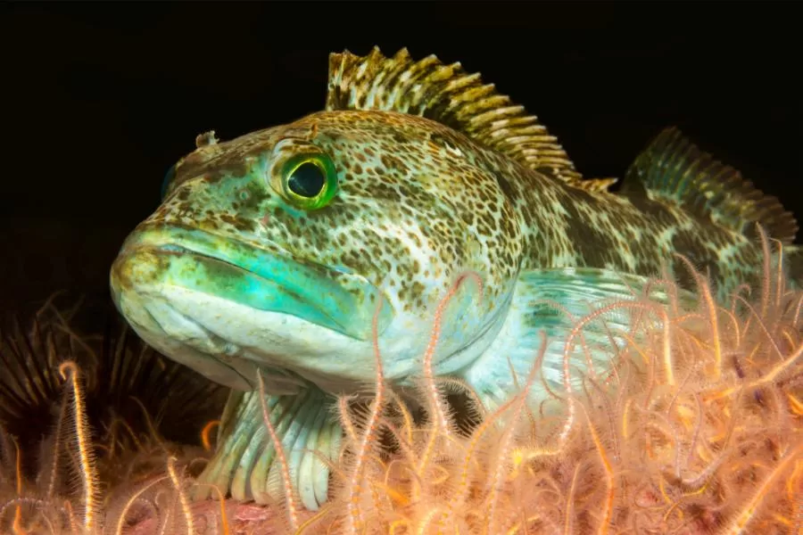 O Lingcod: um peixe de carne azul e dentes afiados