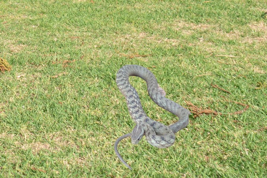 A cobra espada: uma serpente de beleza intrigante