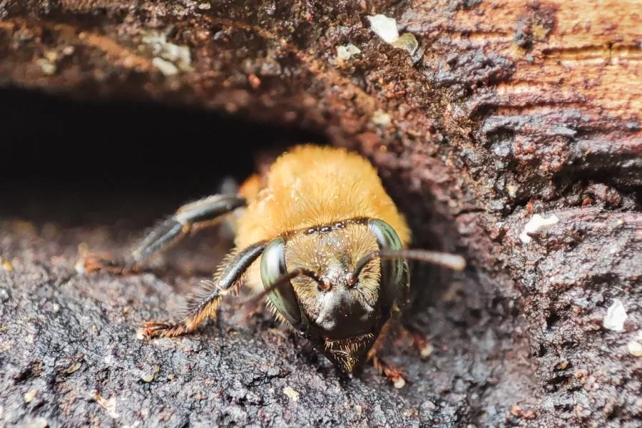 abelha guaraipo