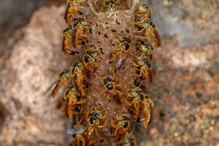 Mel medicinal das abelhas sem ferrão: um tesouro da natureza
