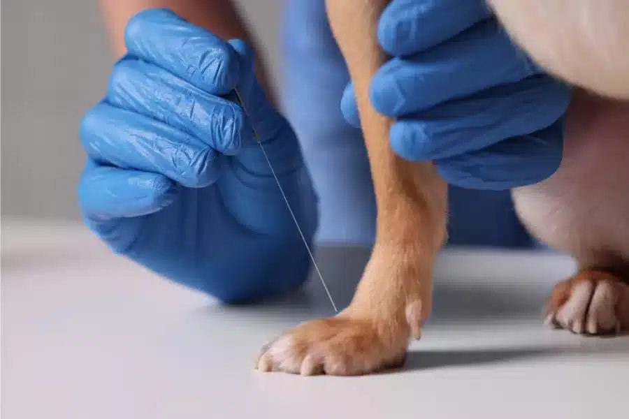 A acupuntura veterinária: uma abordagem terapêutica para a saúde animal