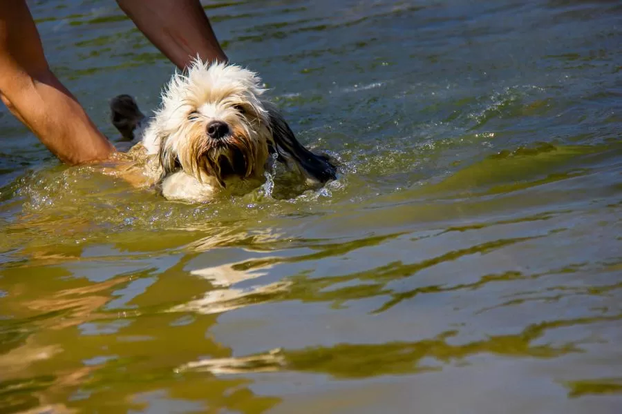 Será que todos os cachorros nascem sabendo nadar?
