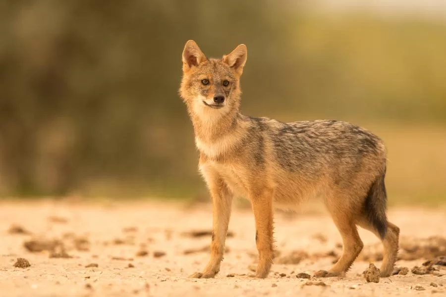 O misterioso animal híbrido de raposa e cão encontrado em estrada