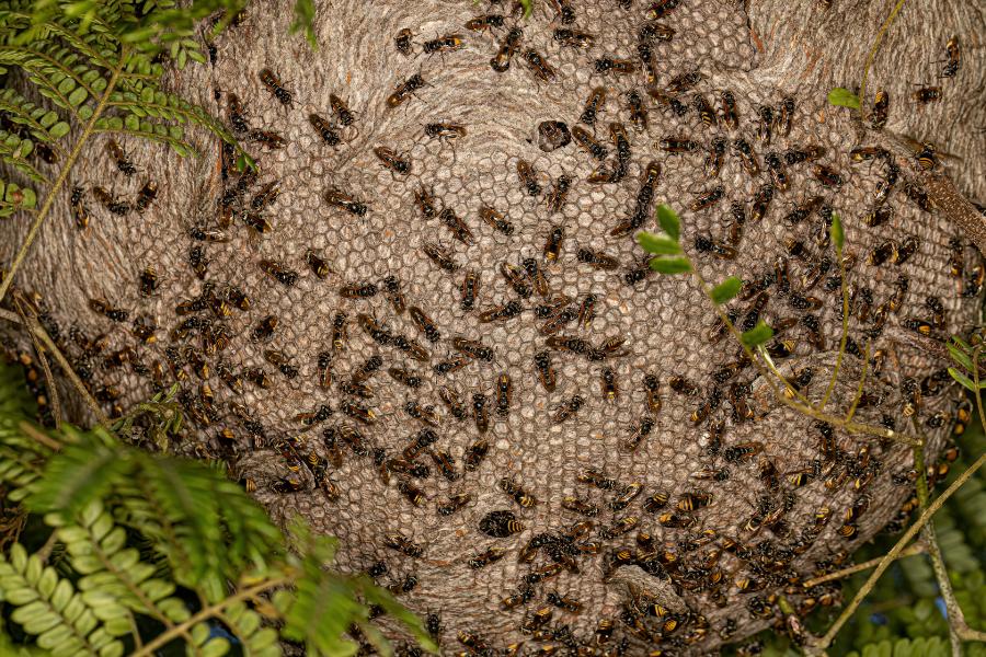 A lixiguana: a vespa produtora de um mel