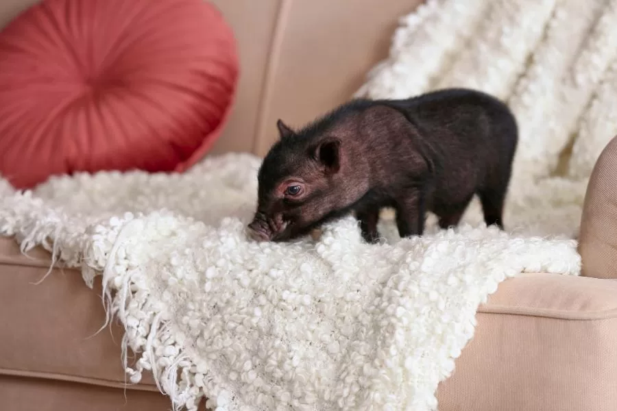 O mini porco de estimação: um pet encantador