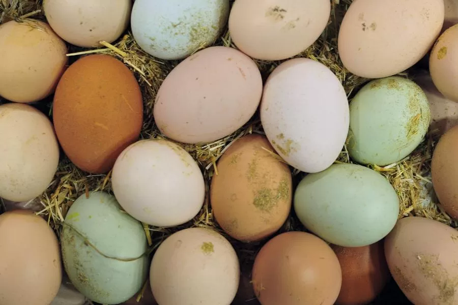 Por que os ovos de galinha têm cores diferentes?