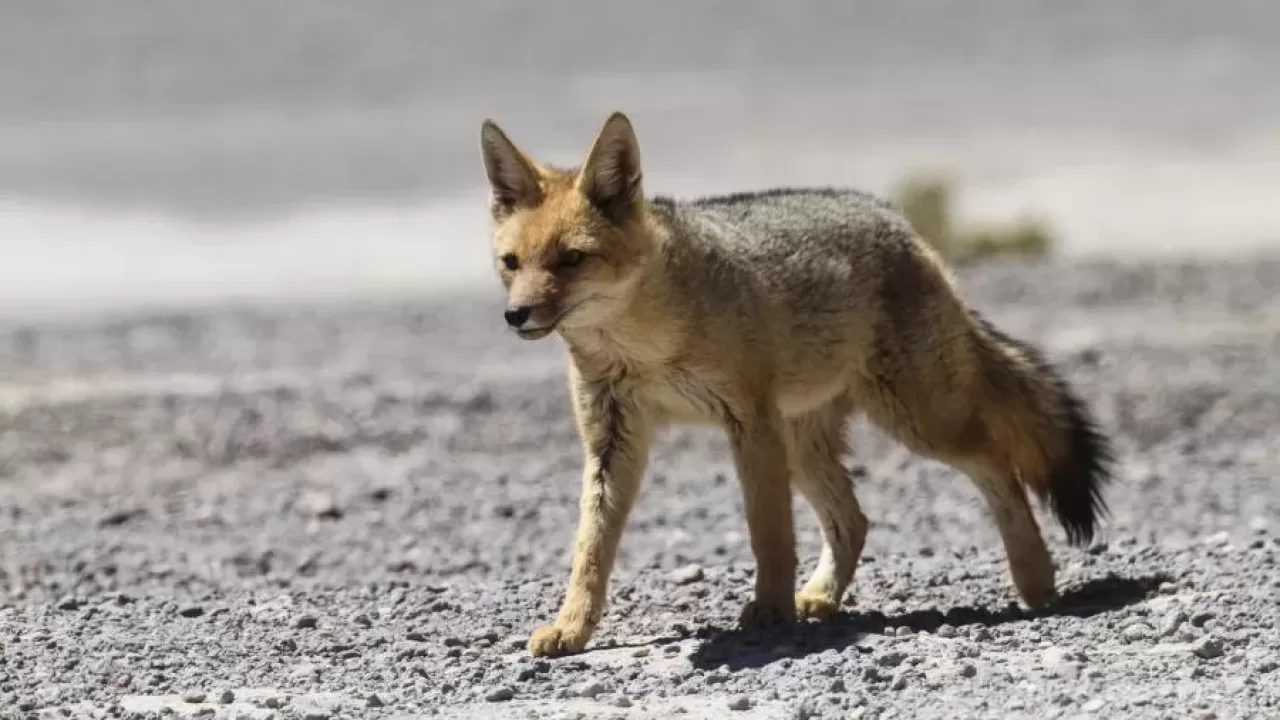 O misterioso animal híbrido de raposa e cão encontrado em estrada