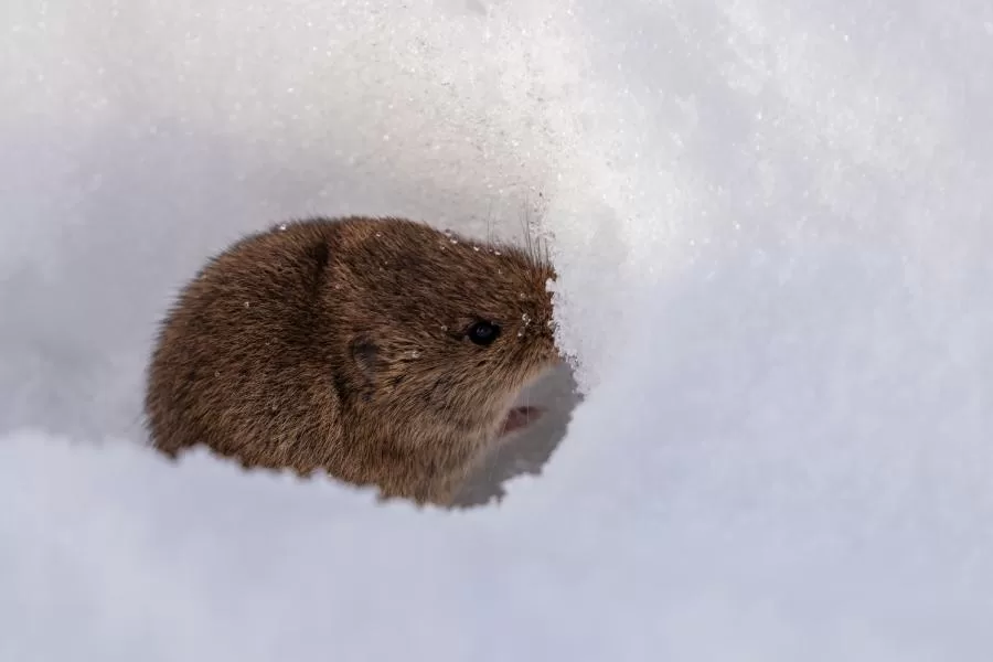 Pequeno "rato do gelo" que conviveu com dinossauros