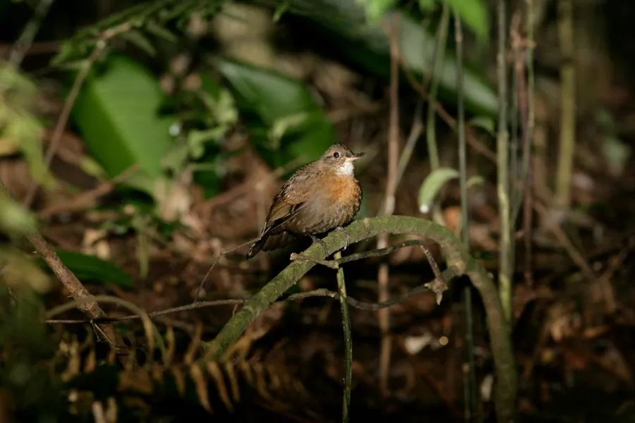 Vira-folha: aves hábeis do submundo da floresta