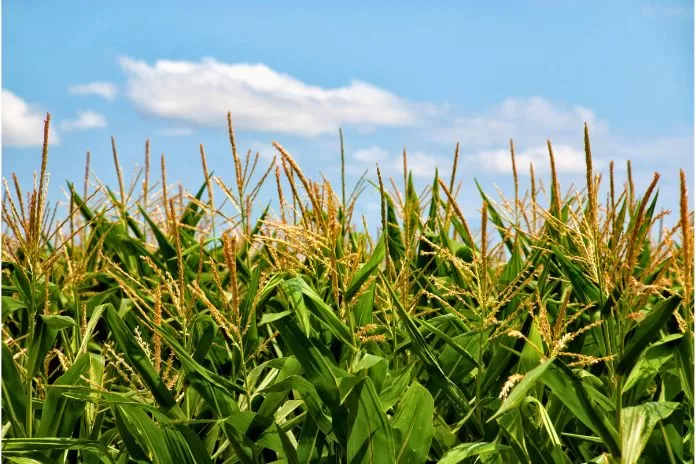 5 erros mais comuns no plantio do milho