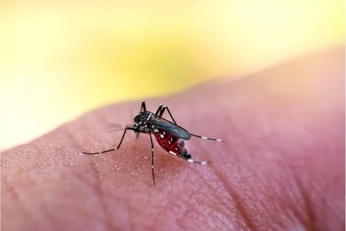 Combatendo a dengue: estratégias de prevenção