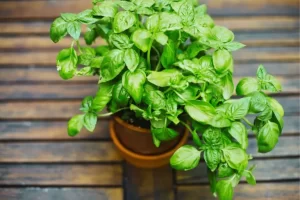 10 Plantas que você pode cultivar na varanda