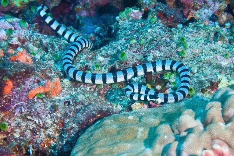 Hydrophis spiralis