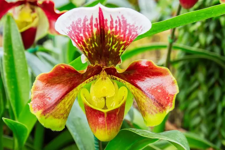 Paphiopedilum