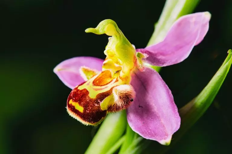 Ophrys apifera