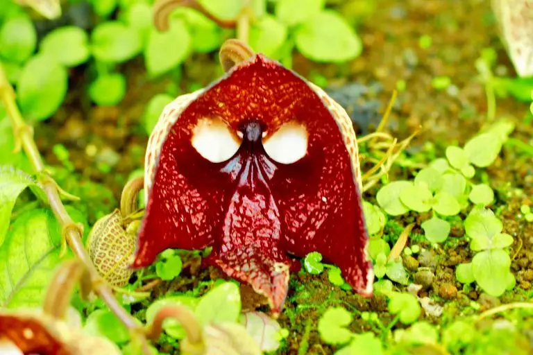 Aristolochia salvadorensis