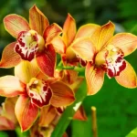 Cymbidium