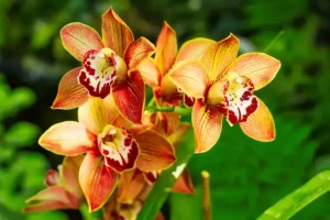 Cymbidium