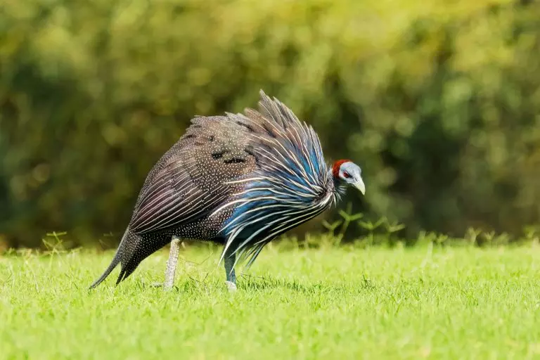 Guineafowl Vulturine