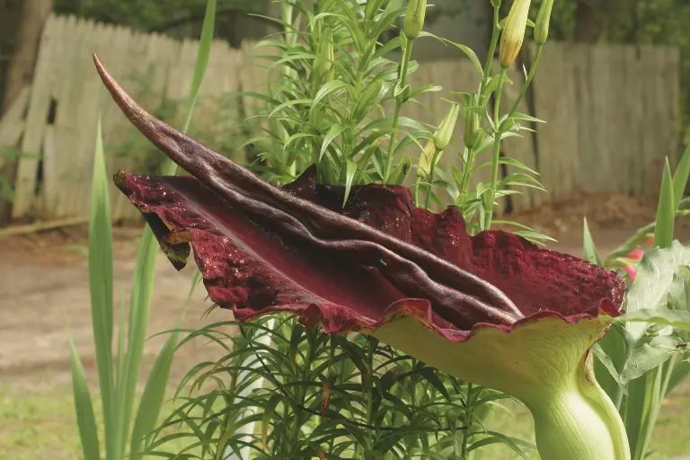 Dracunculus vulgaris