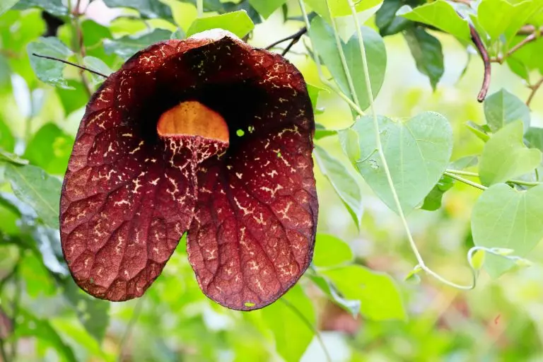 Aristolochia species